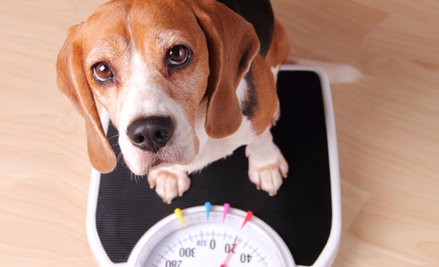 Weight Loss in Pets