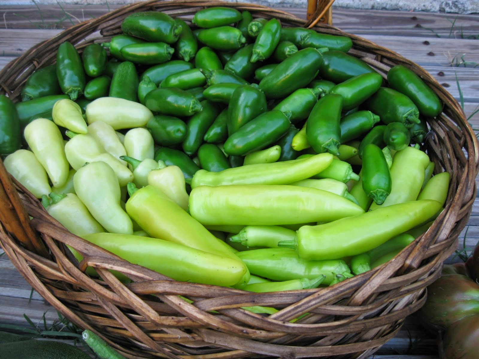 Kentucky Fried Garden Growing Peppers in the Vegetable Garden