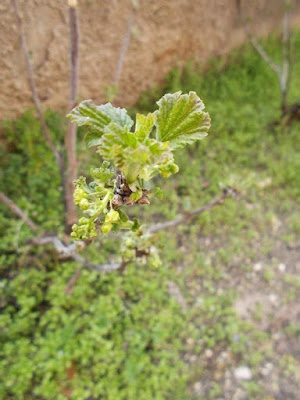 Ribes nell'orto di Elle e Alli Ribes nell'orto di Elle e Alli
