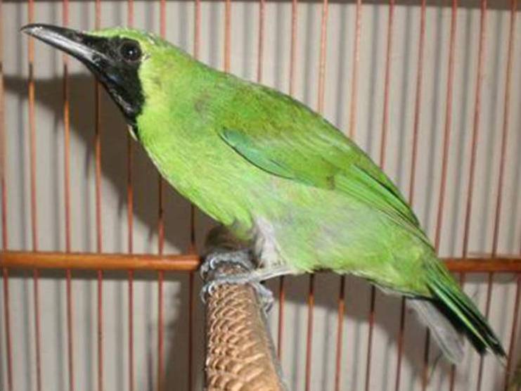 Mengenal Cucak Ijo Kalimantan SUPER GACOR INDRAMAYU