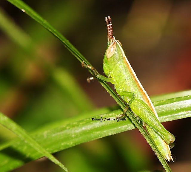 langkawi grasshopper