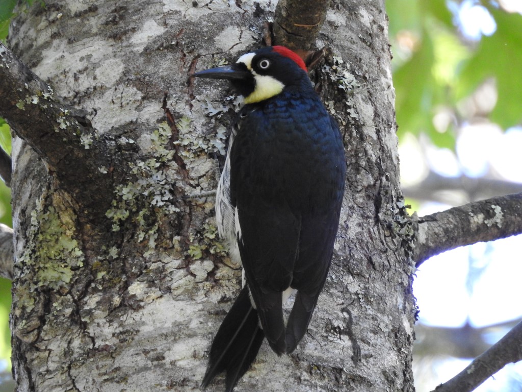 Napa in Three Parts 1. Birds HAERR TRIPPIN'