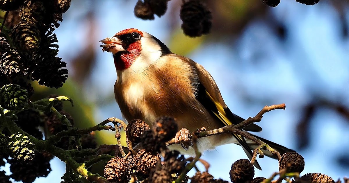 Roy's Nature Logbook The Seed Pickers