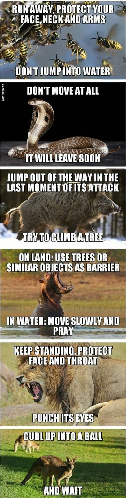 How To Defend Yourself From Wild Animals!