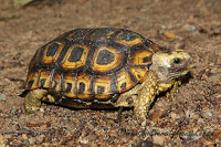 Spekes hinged tortoise