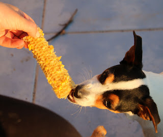 Louise nibbling on some corn on the cob Louise nibbling on some corn on the cob