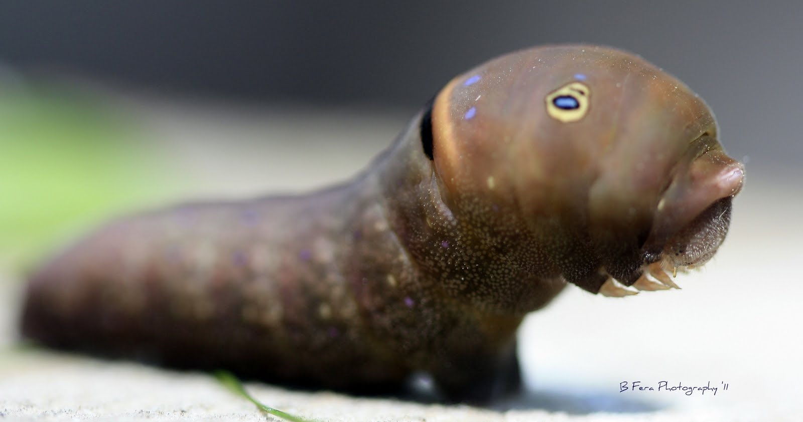 FOTO SOUP: Eastern Tiger Swallowtail Caterpillar...