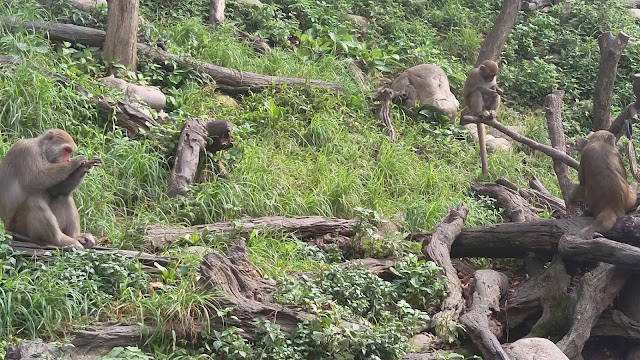 【台中旅遊景點推薦】大坑郭叔叔獼猴生態園區 【台中旅遊景點推薦】大坑郭叔叔獼猴生態園區