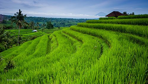 Sawah Berundak Jatiluwih - Bali, Indonesia Sawah Berundak Jatiluwih Bali, Indonesia - Tempat Wisata Wajib Dikunjungi di Tabanan, Bali