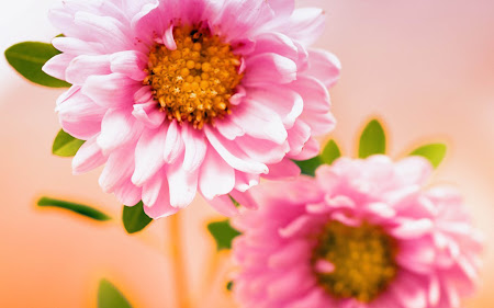 wallpaper bunga, bunga merah muda, bunga pink