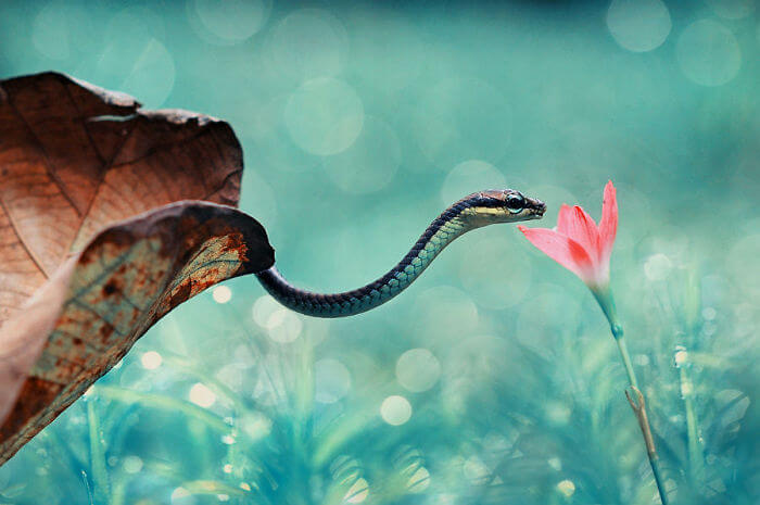 20 Adorable Pictures Of Snakes To Help You Get Over Your Fear