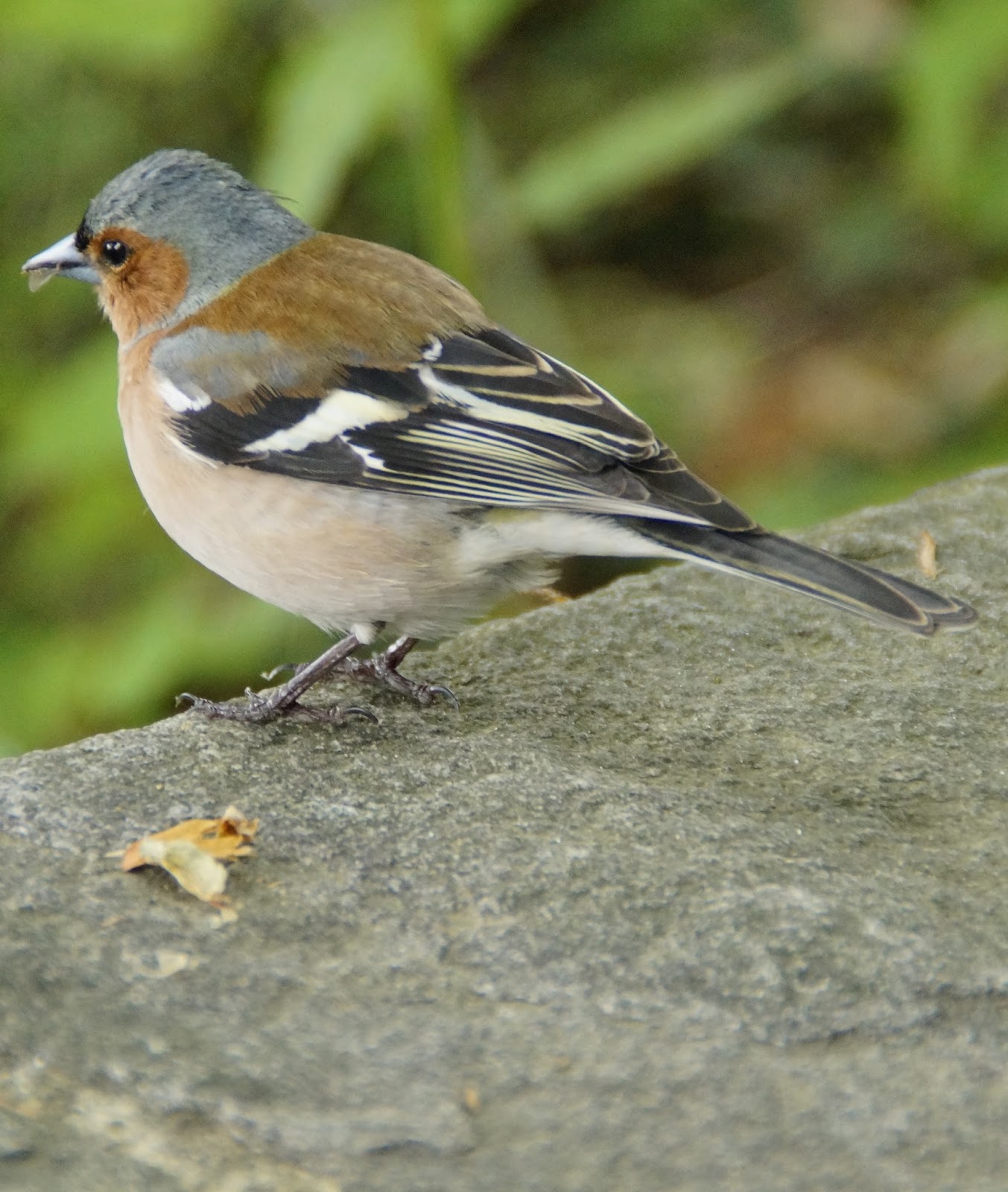 Picture of a chaffinch bird. Picture of a chaffinch bird.