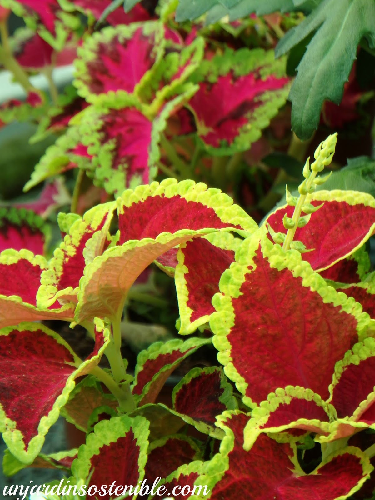Plectranthus scutellarioides-Coleus blumei (Cóleo)