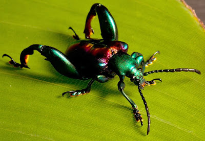 Beetle - Animals Start With B Beetle - Animals Start With B