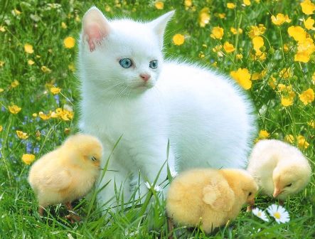 Beautiful Images Collection Free Desktop Wallpapers Pictures