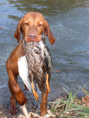 Hungarian-Vizsla-retrieving-bird