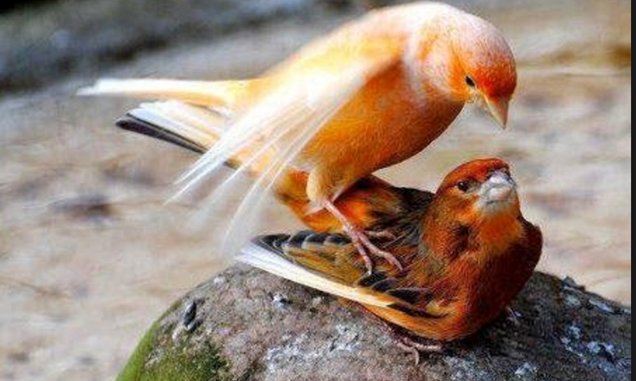 Cara Meningkatkan Birahi Pada Burung Kenari  KICAU MANIA JUARA