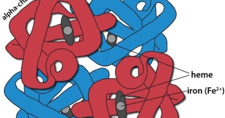 Ukuran Normal Hb Dewasa - Soalan g