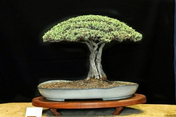 Magnificent bonsai types