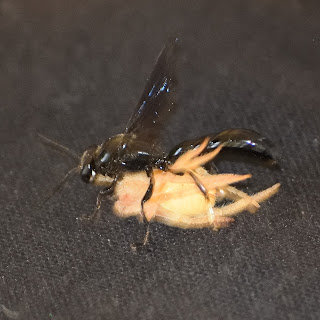 wasp with paralyzed spider