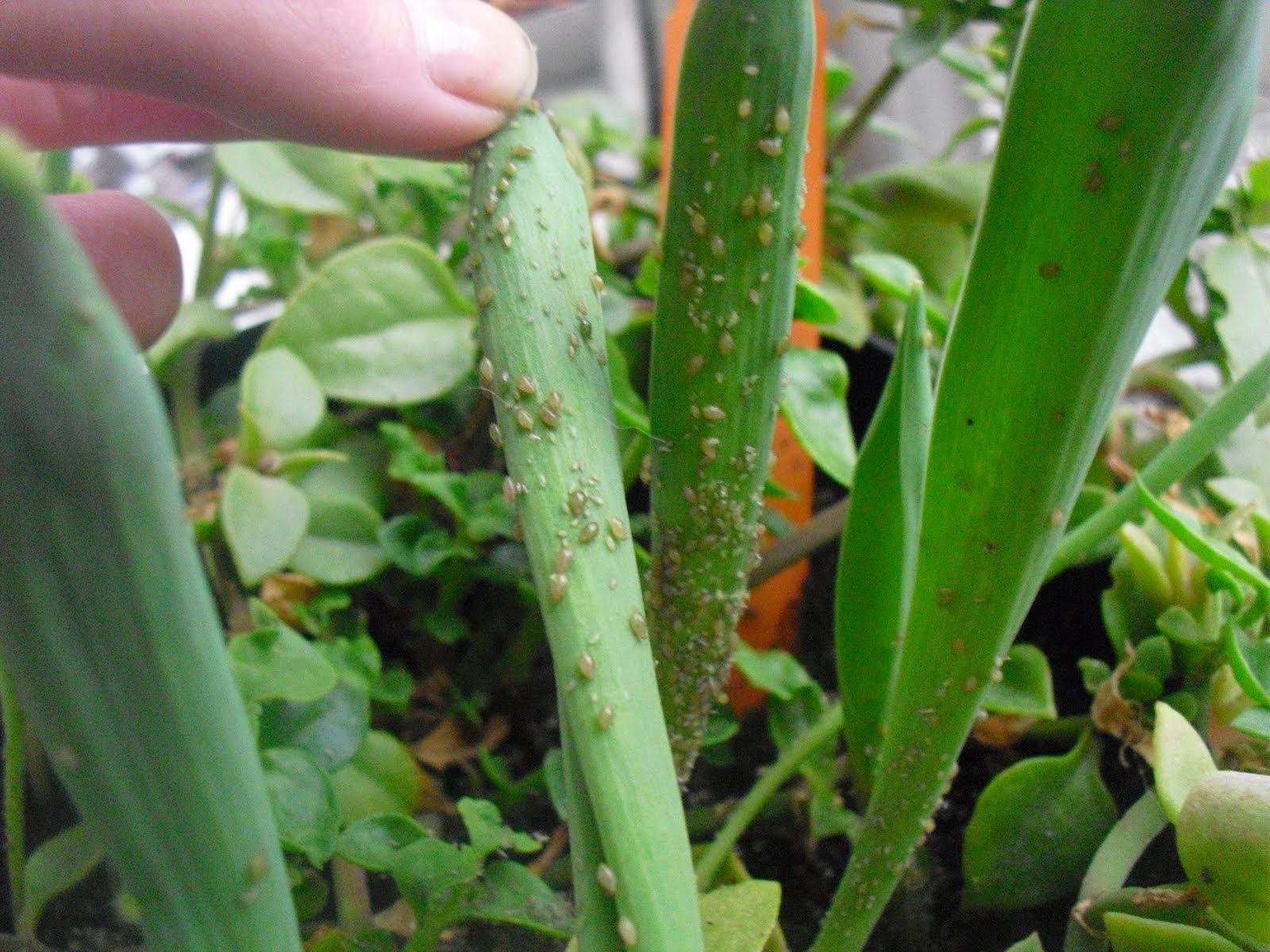 mujeres-mayores-en-pantys