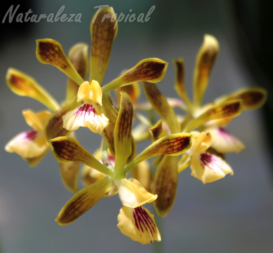 Fotografía de las flores de la orquídea Encyclia bocourtii