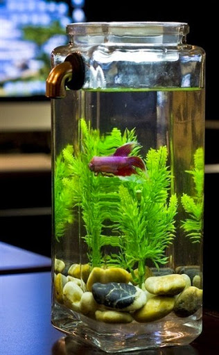 Cara Mudah Dan Sederhana Untuk Dekorasi Aquarium Dunia Akuarium