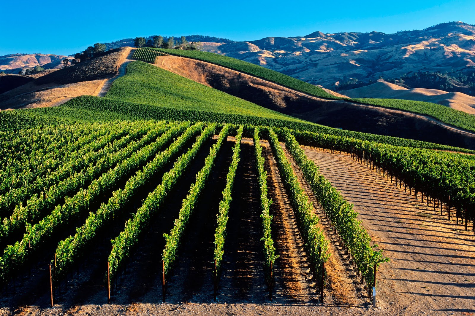 Author Michelle Shocklee The Gardener, the Vine, and Why Pruning is