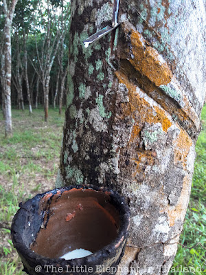 A rubber tree in South Thailand