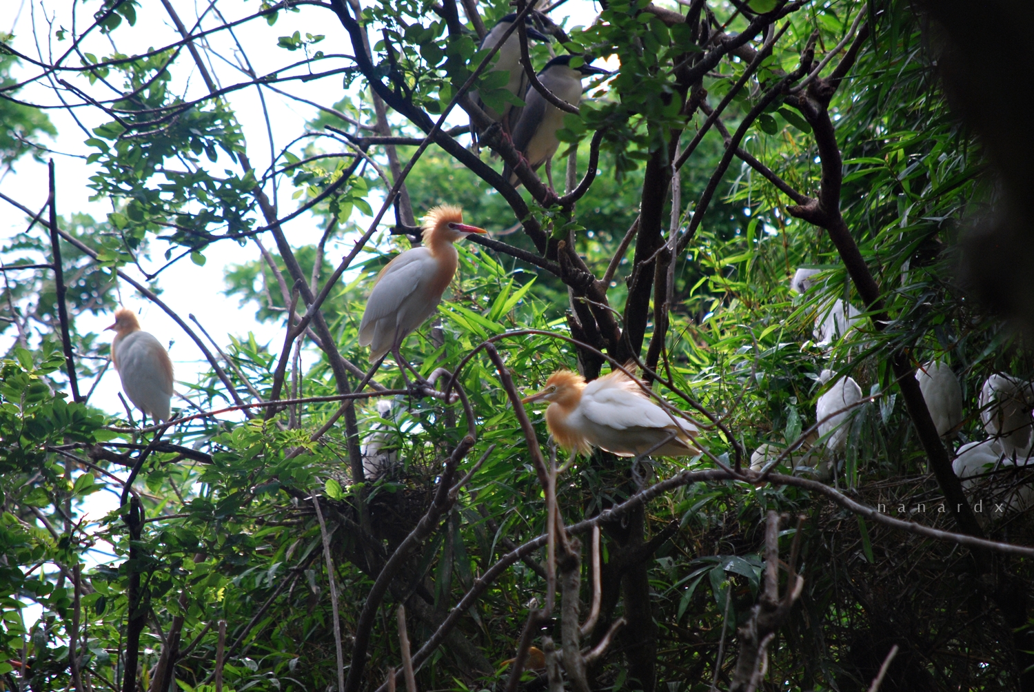 Baras Bird Sanctuary