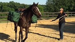 2016 4 yr old OTTB Anna prepping for the Thoroughbred Challenge