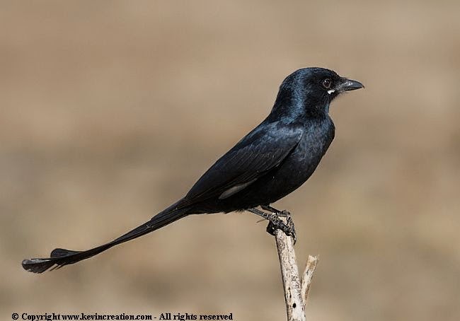 Burung Srigunting Hitam