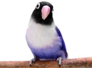 lovebird biru blue cobalt lovebird biru blue cobalt