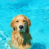 Rover.com Present the UK's first dog swimming gala in London 