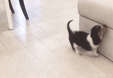 Funny animal gifs - part 250, funny animated pictures, animal funny gif