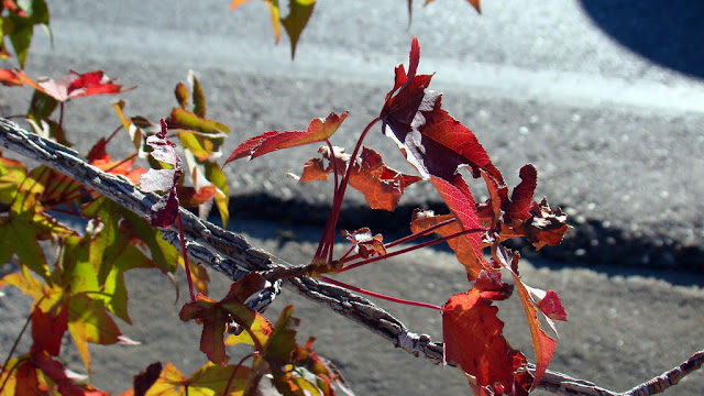 Liquidambar (Liquidambar styraciflua L.).