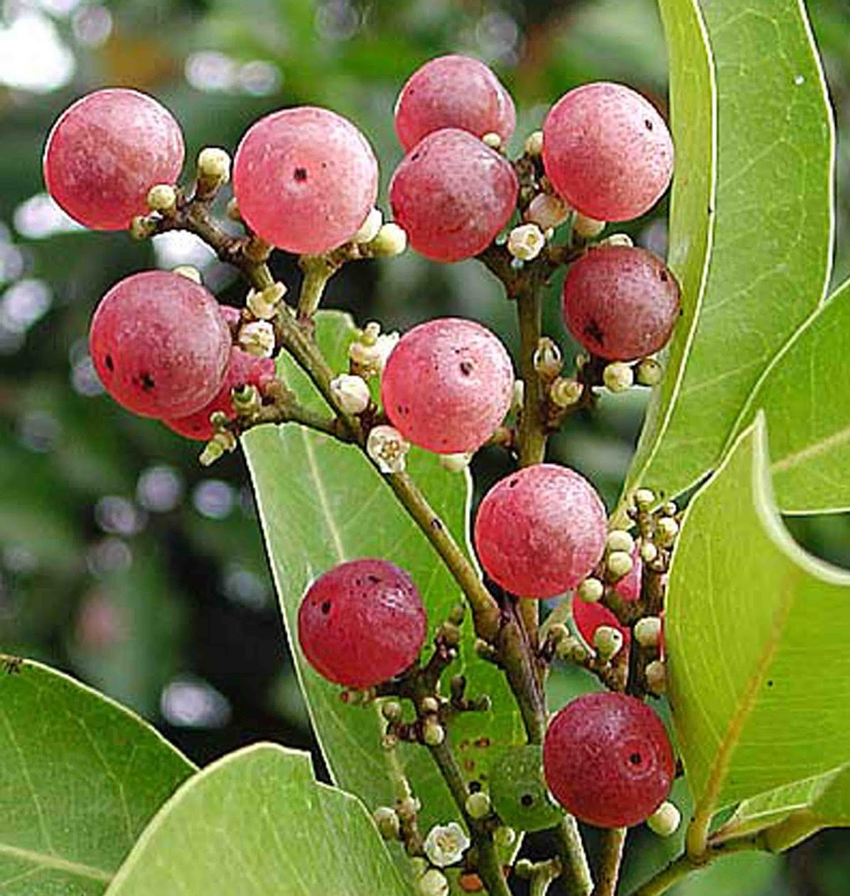 Gin berry, Jamaica mandarine orange, orangeberry, village rue