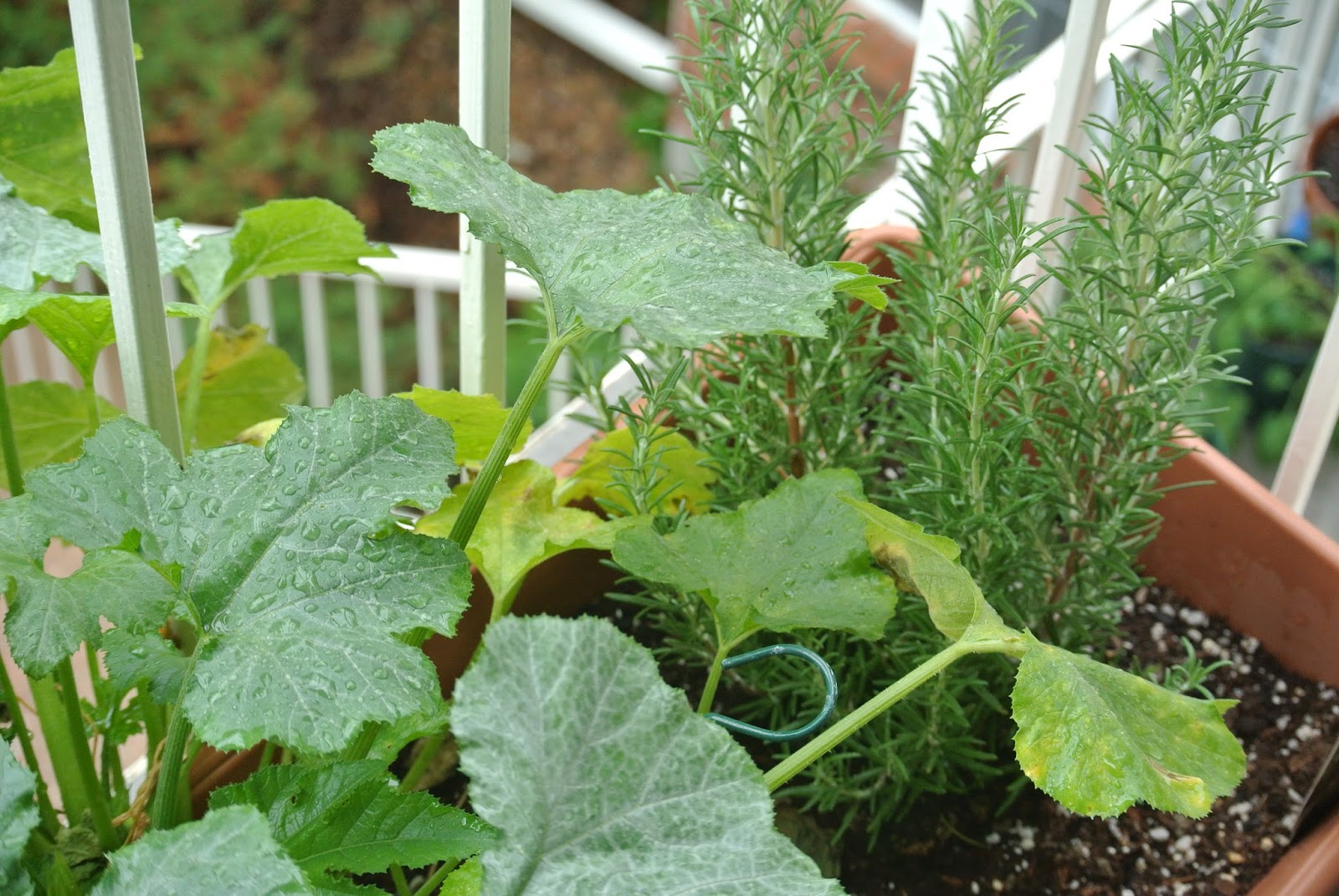 Fashionably M.French 5 Patio Garden Essentials