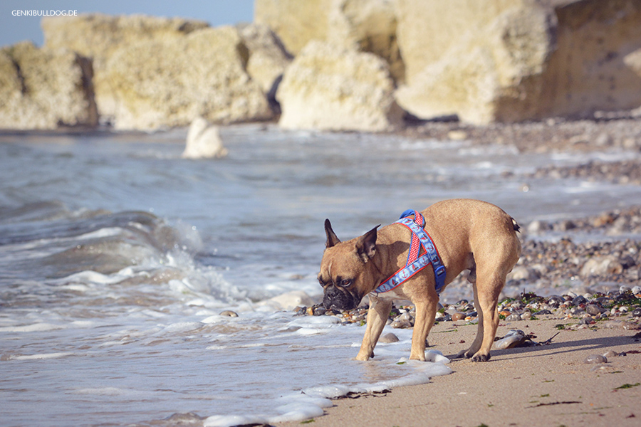 Hundeblog Genki Bulldog Senneville-sur-Fécamp Normandieurlaub Hundeblog Genki Bulldog Senneville-sur-Fécamp Normandieurlaub