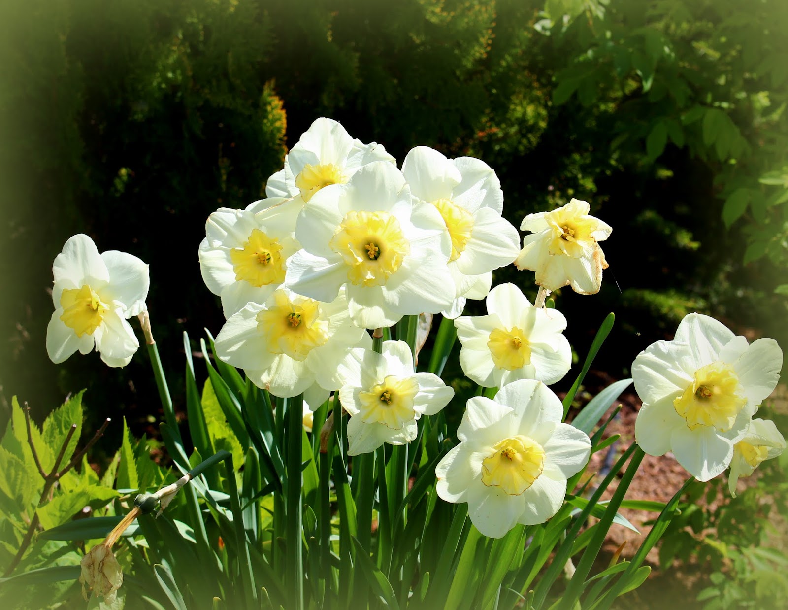 Roses du jardin Chêneland: Narcisse 