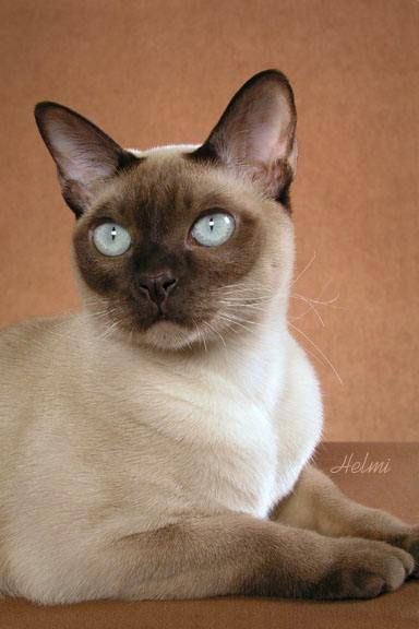 The Breeds World: 8 Most Affectionate Cat Breeds