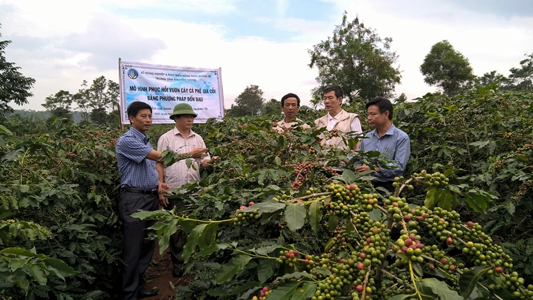 Tổng hợp 93 hình về mô hình trồng cà phê bền vững  daotaonec