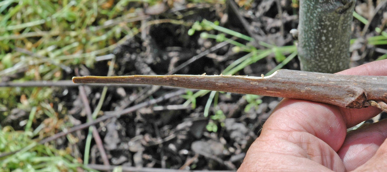 Northern Pecans Making an arrowhead bark graft