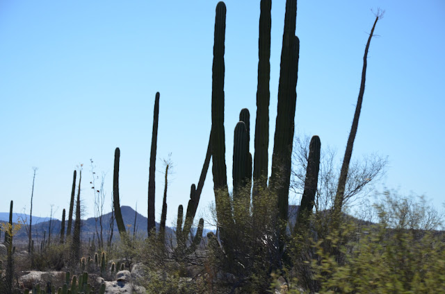 Saguaro cactus along the road. Hwy Mex 1, Baja