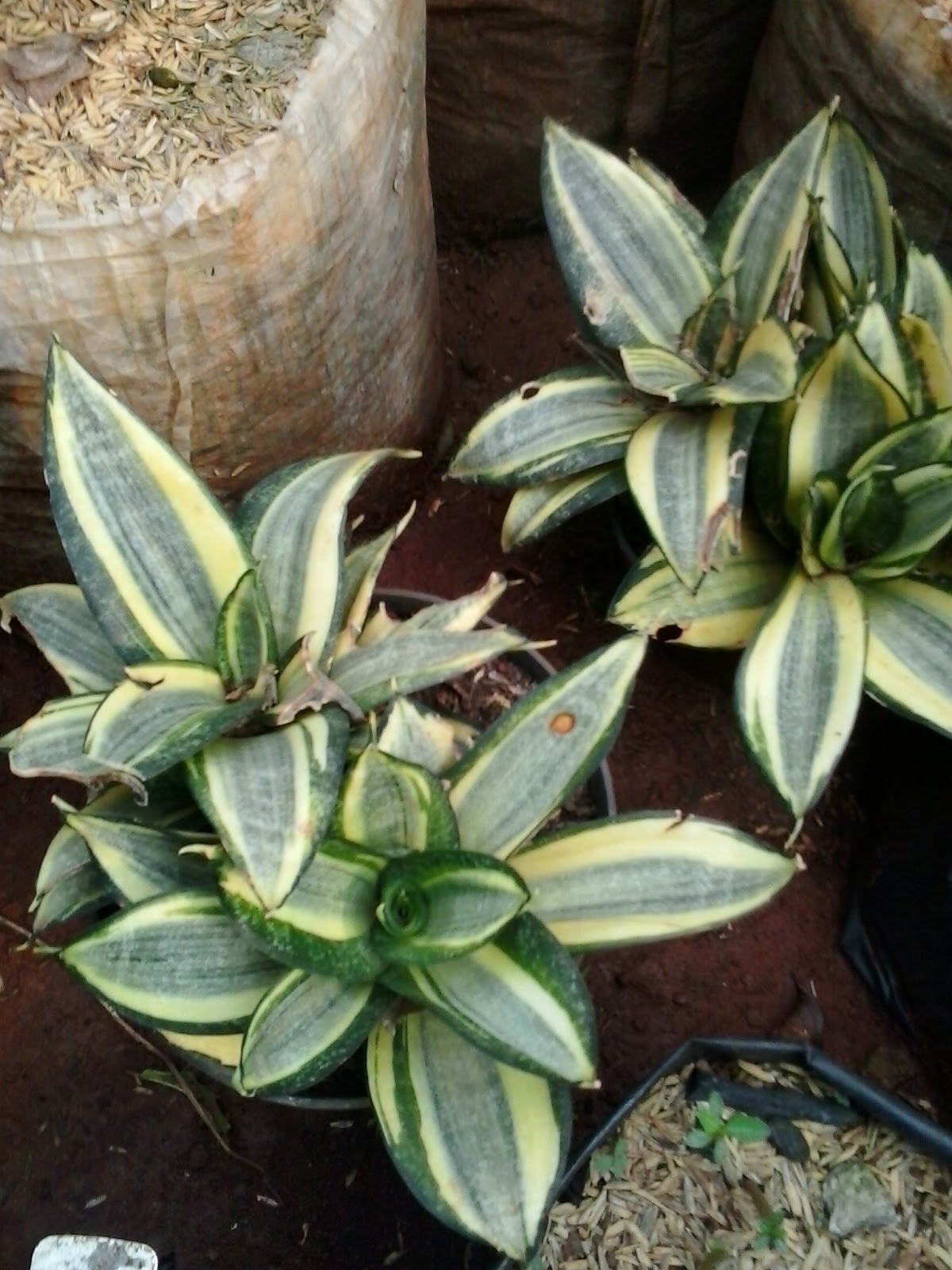 jual pohon sansevieria mini pohon tapis kodok penjual jual pohon sansevieria mini pohon tapis kodok penjual