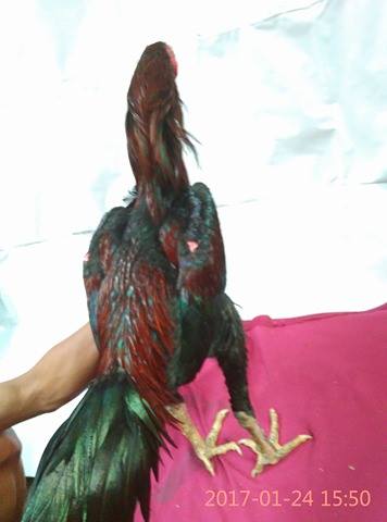 Ayam Petarung 2019 Ayam Petarung 2019