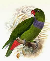 Red billed parrot