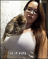 Captioned Cat GIF • Funny Kitten sitting on big boobs because "If it fits, I sits."