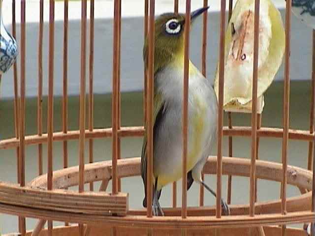 Cara Mengatasi Burung Yang Suka Salto Peluang Berusaha