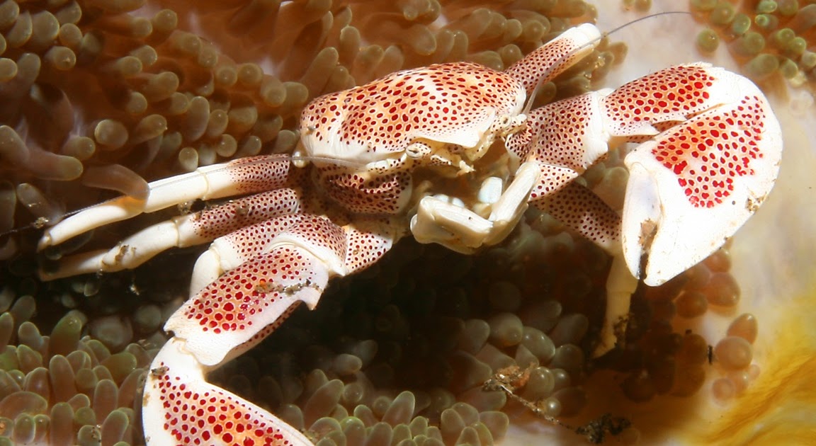 Animal Unique: Crab
